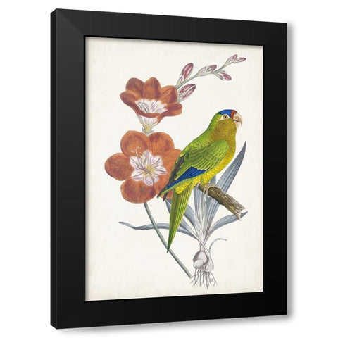 Tropical Bird and Flower III Black Modern Wood Framed Art Print with Double Matting by Vision Studio