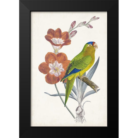 Tropical Bird and Flower III Black Modern Wood Framed Art Print by Vision Studio