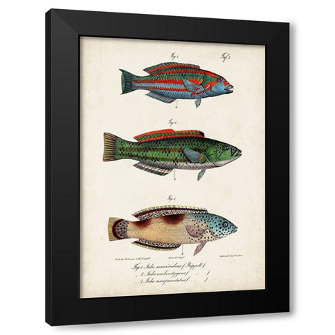 Antique Fish Trio I Black Modern Wood Framed Art Print by Vision Studio