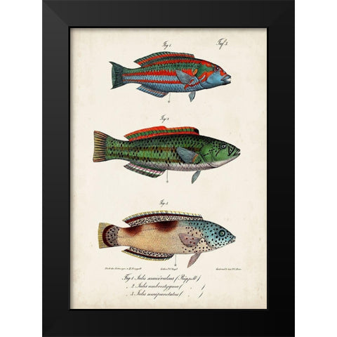 Antique Fish Trio I Black Modern Wood Framed Art Print by Vision Studio