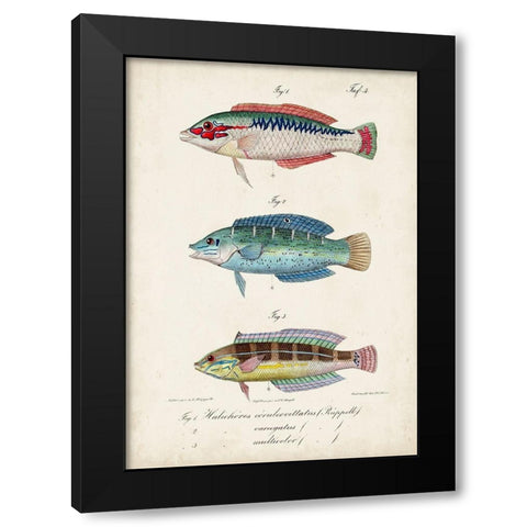 Antique Fish Trio II Black Modern Wood Framed Art Print with Double Matting by Vision Studio