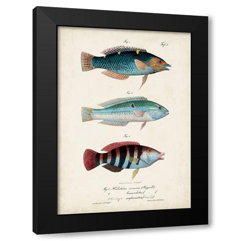 Antique Fish Trio III Black Modern Wood Framed Art Print with Double Matting by Vision Studio