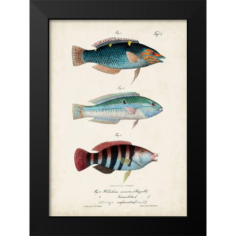 Antique Fish Trio III Black Modern Wood Framed Art Print by Vision Studio