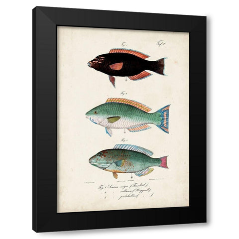 Antique Fish Trio IV Black Modern Wood Framed Art Print with Double Matting by Vision Studio