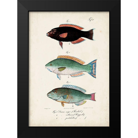 Antique Fish Trio IV Black Modern Wood Framed Art Print by Vision Studio