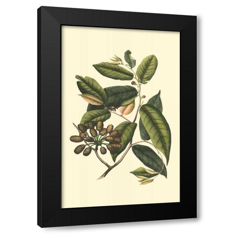 Flourishing Foliage III Black Modern Wood Framed Art Print with Double Matting by Vision Studio