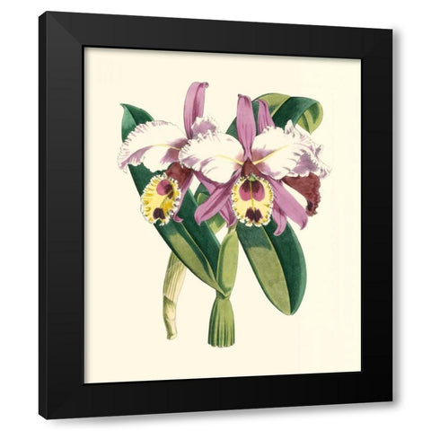 Magnificent Orchid I Black Modern Wood Framed Art Print by Vision Studio