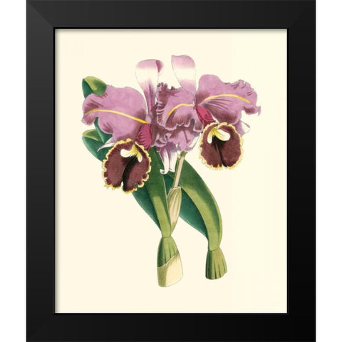 Magnificent Orchid II Black Modern Wood Framed Art Print by Vision Studio