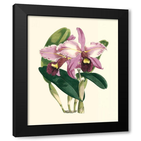 Magnificent Orchid III Black Modern Wood Framed Art Print with Double Matting by Vision Studio