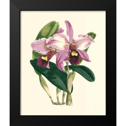 Magnificent Orchid III Black Modern Wood Framed Art Print by Vision Studio