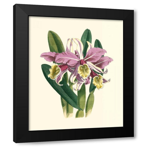 Magnificent Orchid IV Black Modern Wood Framed Art Print by Vision Studio