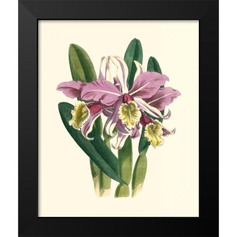 Magnificent Orchid IV Black Modern Wood Framed Art Print by Vision Studio