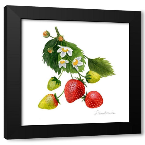 Strawberry Study I Black Modern Wood Framed Art Print with Double Matting by Popp, Grace