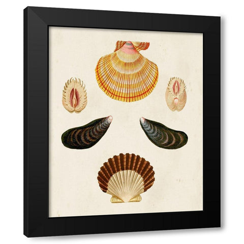 Knorr Shells I Black Modern Wood Framed Art Print by Knorr, G.W.