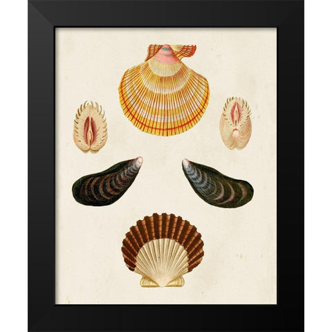 Knorr Shells I Black Modern Wood Framed Art Print by Knorr, G.W.