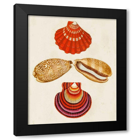 Knorr Shells II Black Modern Wood Framed Art Print with Double Matting by Knorr, G.W.