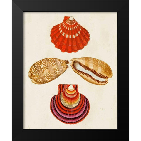 Knorr Shells II Black Modern Wood Framed Art Print by Knorr, G.W.