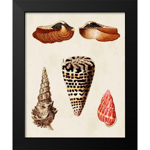 Knorr Shells III Black Modern Wood Framed Art Print by Knorr, G.W.