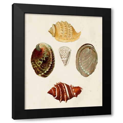 Knorr Shells IV Black Modern Wood Framed Art Print by Knorr, G.W.