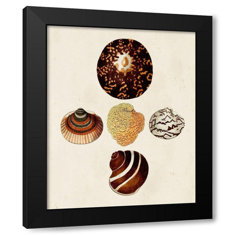 Knorr Shells V Black Modern Wood Framed Art Print by Knorr, G.W.