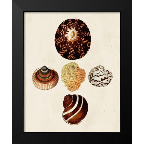 Knorr Shells V Black Modern Wood Framed Art Print by Knorr, G.W.