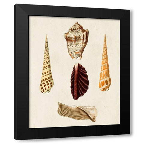 Knorr Shells VI Black Modern Wood Framed Art Print with Double Matting by Knorr, G.W.