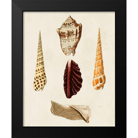 Knorr Shells VI Black Modern Wood Framed Art Print by Knorr, G.W.