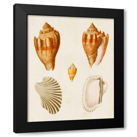 Knorr Shells VII Black Modern Wood Framed Art Print by Knorr, G.W.