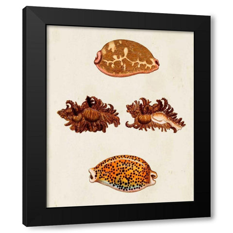 Knorr Shells VIII Black Modern Wood Framed Art Print by Knorr, G.W.