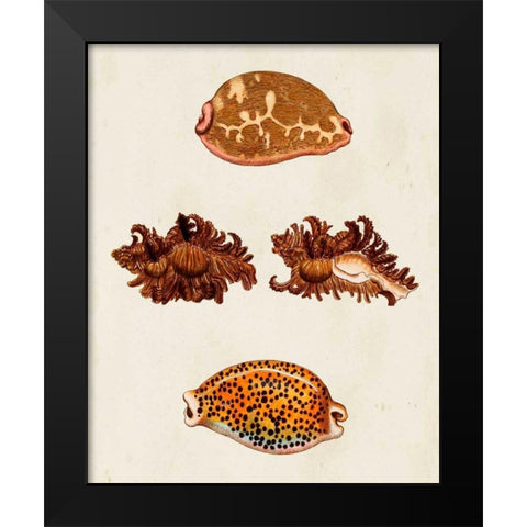 Knorr Shells VIII Black Modern Wood Framed Art Print by Knorr, G.W.