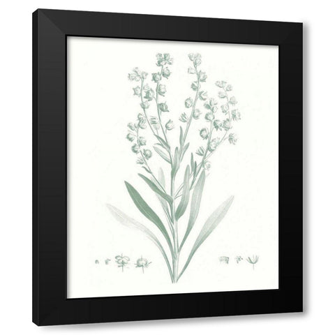 Botanical Study in Sage I Black Modern Wood Framed Art Print with Double Matting by Vision Studio