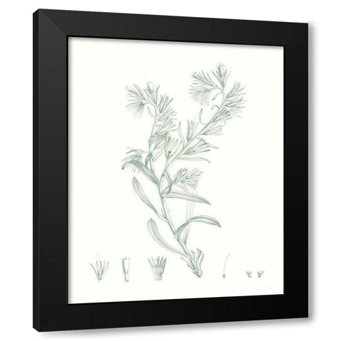 Botanical Study in Sage II Black Modern Wood Framed Art Print with Double Matting by Vision Studio