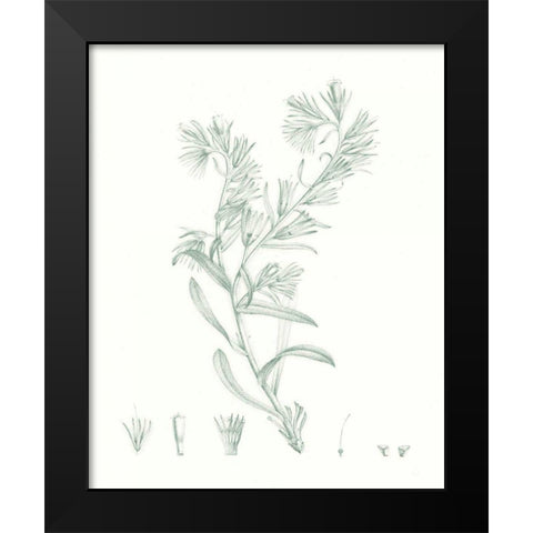 Botanical Study in Sage II Black Modern Wood Framed Art Print by Vision Studio