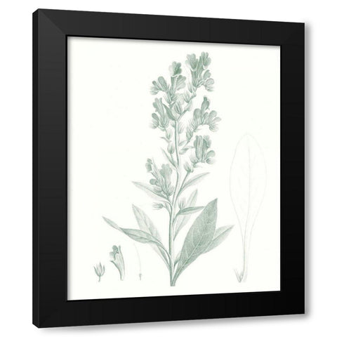 Botanical Study in Sage III Black Modern Wood Framed Art Print with Double Matting by Vision Studio