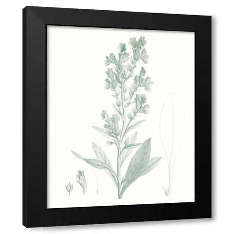 Botanical Study in Sage III Black Modern Wood Framed Art Print by Vision Studio