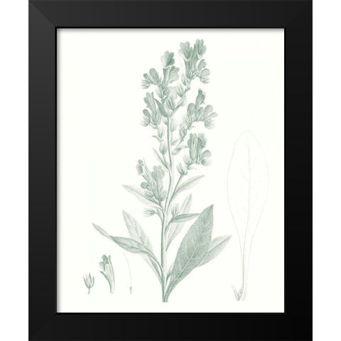 Botanical Study in Sage III Black Modern Wood Framed Art Print by Vision Studio