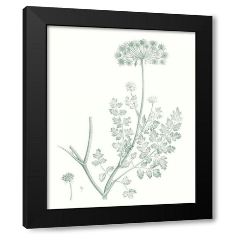 Botanical Study in Sage V Black Modern Wood Framed Art Print with Double Matting by Vision Studio