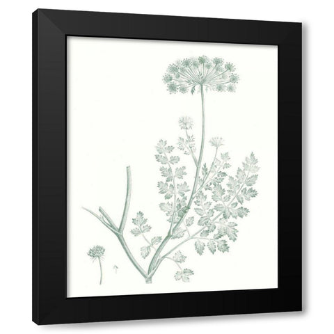 Botanical Study in Sage V Black Modern Wood Framed Art Print by Vision Studio