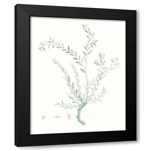 Botanical Study in Sage VII Black Modern Wood Framed Art Print with Double Matting by Vision Studio