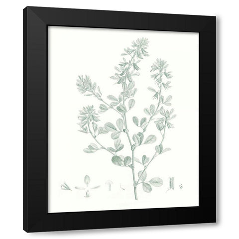 Botanical Study in Sage VIII Black Modern Wood Framed Art Print with Double Matting by Vision Studio