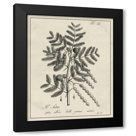 Antique Black and White Botanical I Black Modern Wood Framed Art Print with Double Matting by Vision Studio