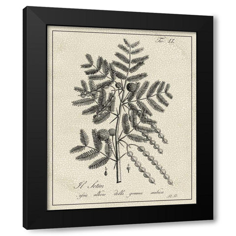 Antique Black and White Botanical I Black Modern Wood Framed Art Print by Vision Studio