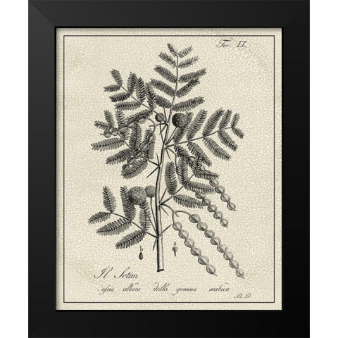 Antique Black and White Botanical I Black Modern Wood Framed Art Print by Vision Studio