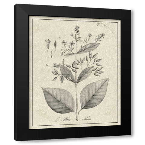 Antique Black and White Botanical II Black Modern Wood Framed Art Print with Double Matting by Vision Studio