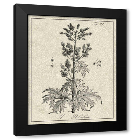 Antique Black and White Botanical III Black Modern Wood Framed Art Print with Double Matting by Vision Studio