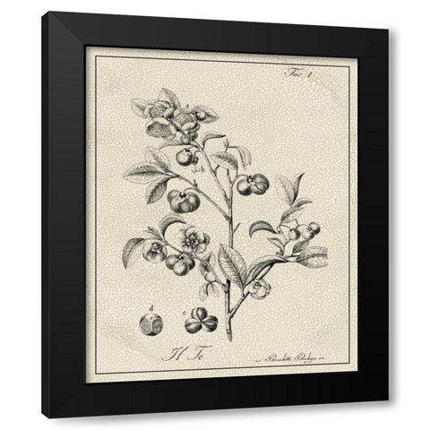Antique Black and White Botanical IV Black Modern Wood Framed Art Print with Double Matting by Vision Studio