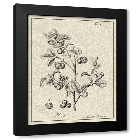 Antique Black and White Botanical IV Black Modern Wood Framed Art Print by Vision Studio