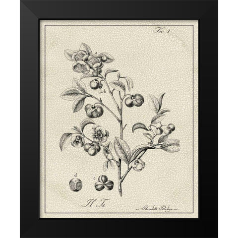 Antique Black and White Botanical IV Black Modern Wood Framed Art Print by Vision Studio