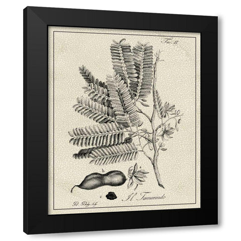 Antique Black and White Botanical V Black Modern Wood Framed Art Print with Double Matting by Vision Studio