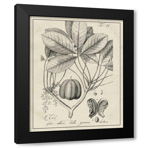 Antique Black and White Botanical VI Black Modern Wood Framed Art Print with Double Matting by Vision Studio